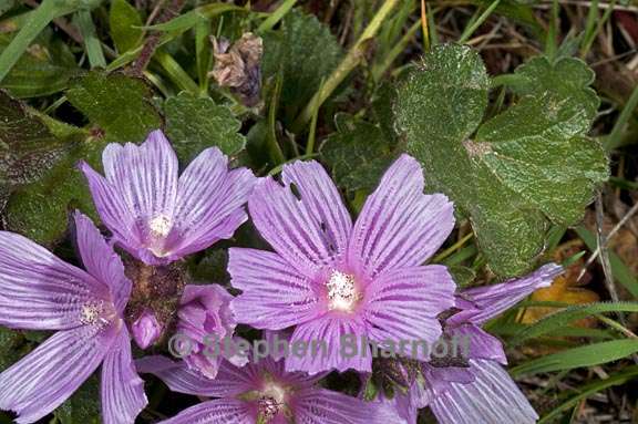 sidalcea malviflora 6 graphic